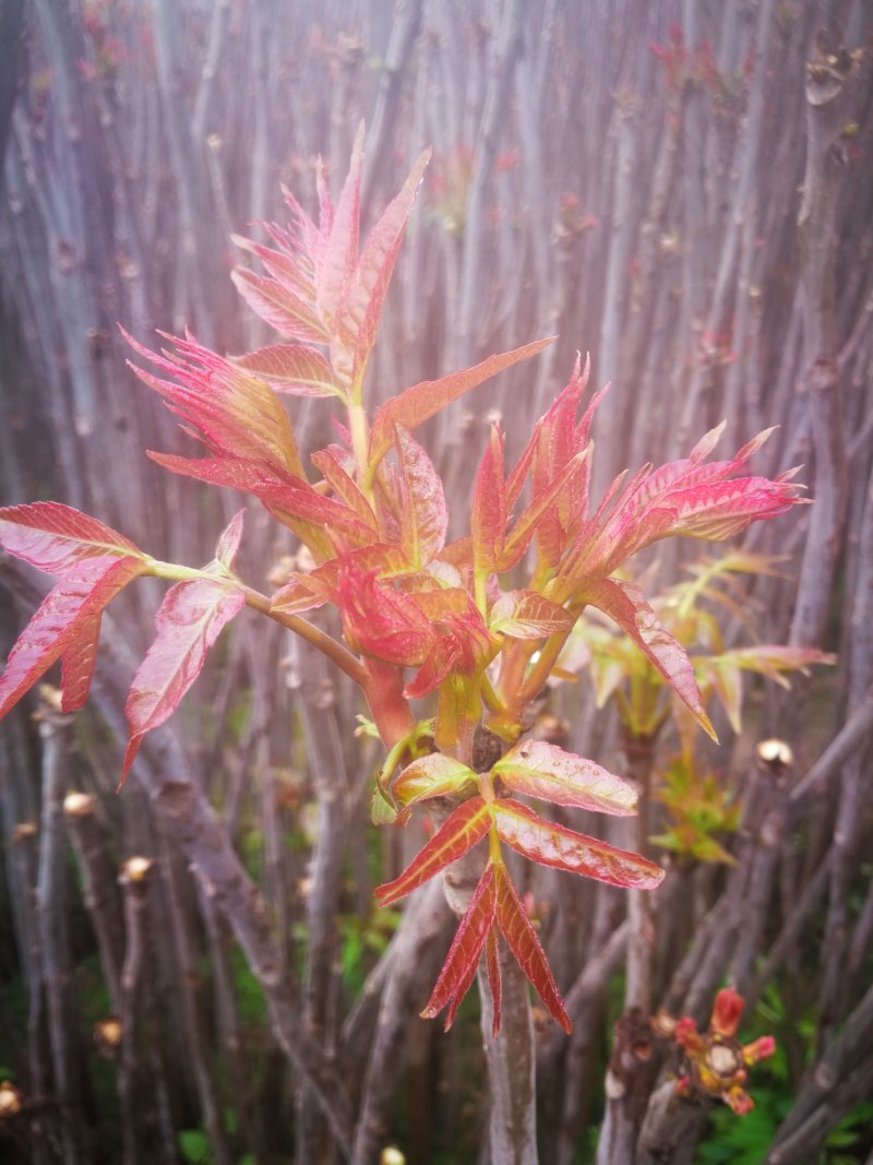 香椿芽