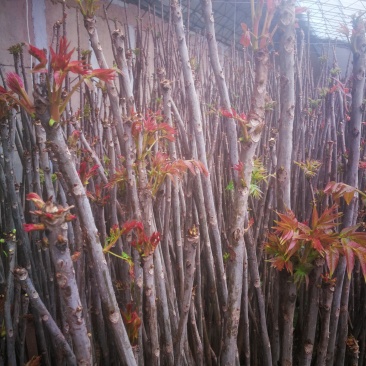 香椿芽