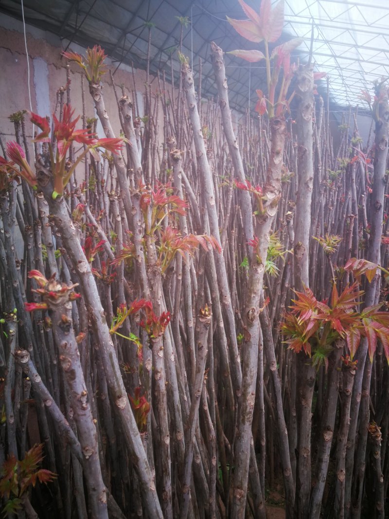 香椿芽