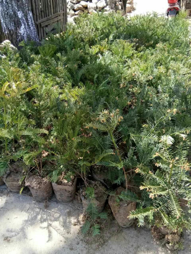 三尖杉基地直销物美价廉欢迎选购