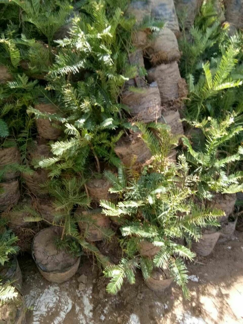 三尖杉基地直销物美价廉欢迎选购