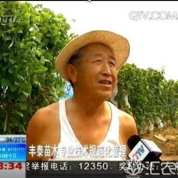 樱桃树苗樱桃苗大樱桃苗车厘子《38年信誉质壮苗纯》