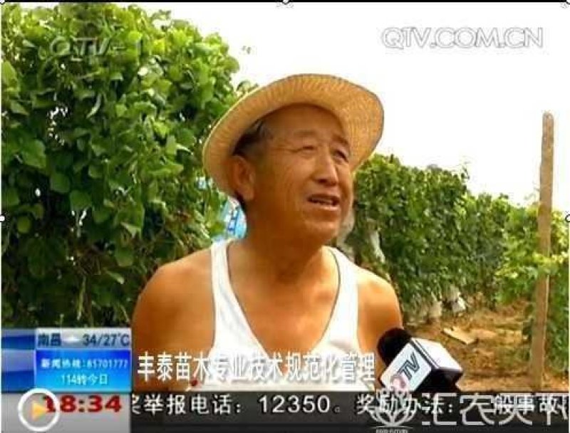 樱桃树苗樱桃苗大樱桃苗车厘子《38年信誉质壮苗纯》