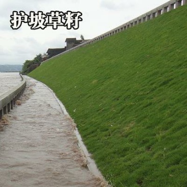 护坡草坪种子马尼拉高羊茅绿化护坡草籽进口四季青狗牙根草坪