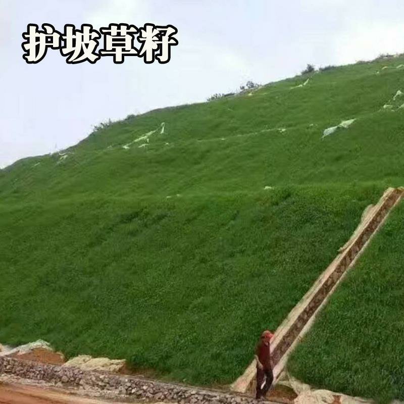 护坡草坪种子马尼拉高羊茅绿化护坡草籽进口四季青狗牙根草坪