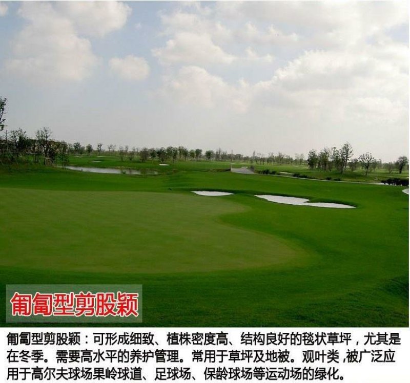 护坡草坪种子马尼拉高羊茅绿化护坡草籽进口四季青狗牙根草坪