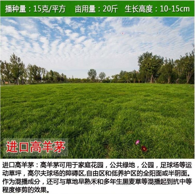 护坡草坪种子马尼拉高羊茅绿化护坡草籽进口四季青狗牙根草坪