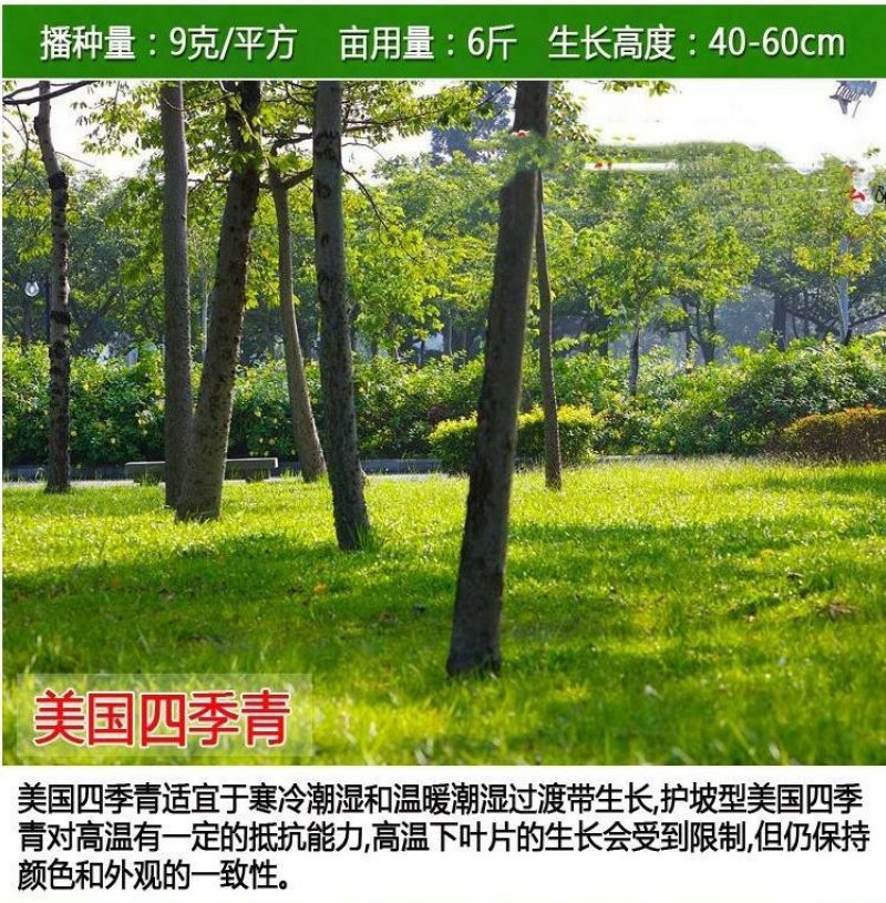 护坡草坪种子马尼拉高羊茅绿化护坡草籽进口四季青狗牙根草坪