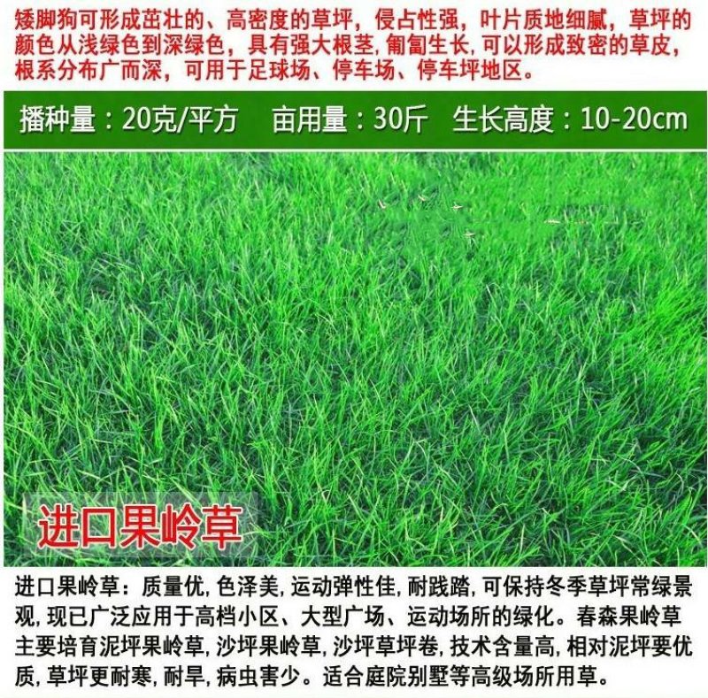 护坡草坪种子马尼拉高羊茅绿化护坡草籽进口四季青狗牙根草坪