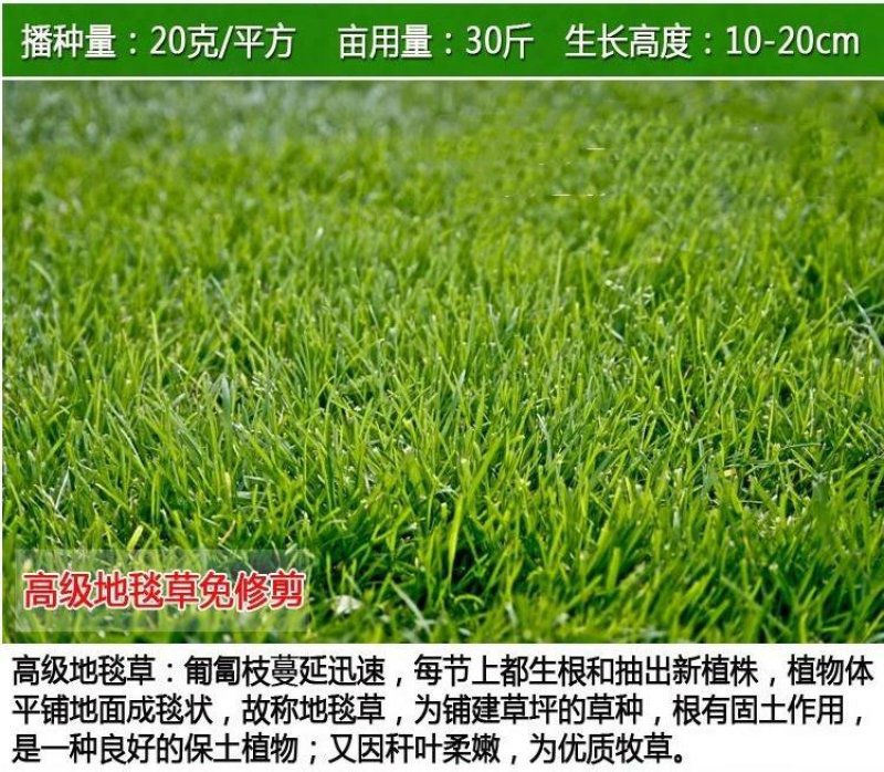 护坡草坪种子马尼拉高羊茅绿化护坡草籽进口四季青狗牙根草坪