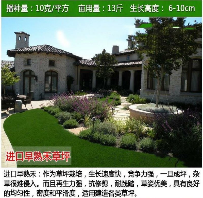 护坡草坪种子马尼拉高羊茅绿化护坡草籽进口四季青狗牙根草坪