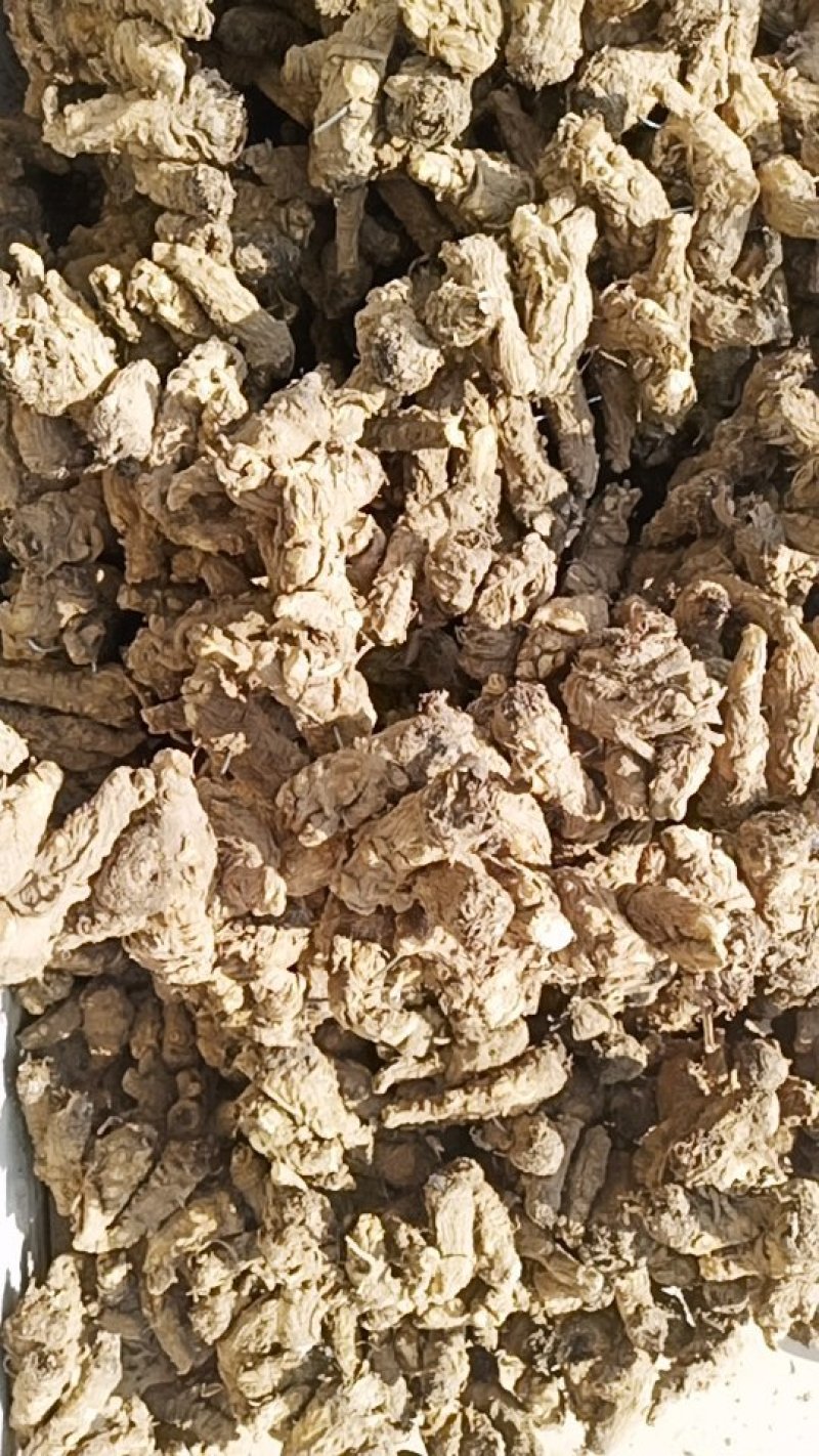 岷归无硫当归头当年新货足干不满意包退
