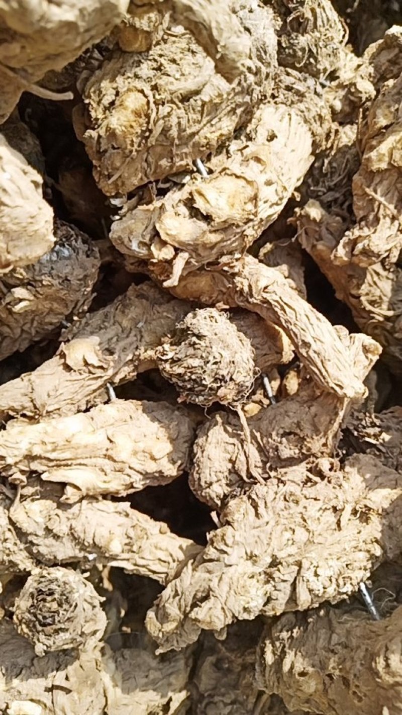 岷归无硫当归头当年新货足干不满意包退