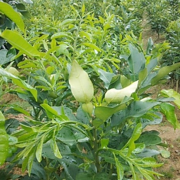 三红蜜柚苗两年生苗，