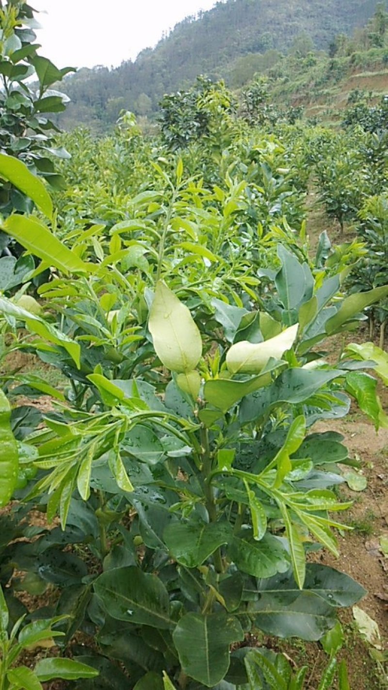 三红蜜柚苗两年生苗，