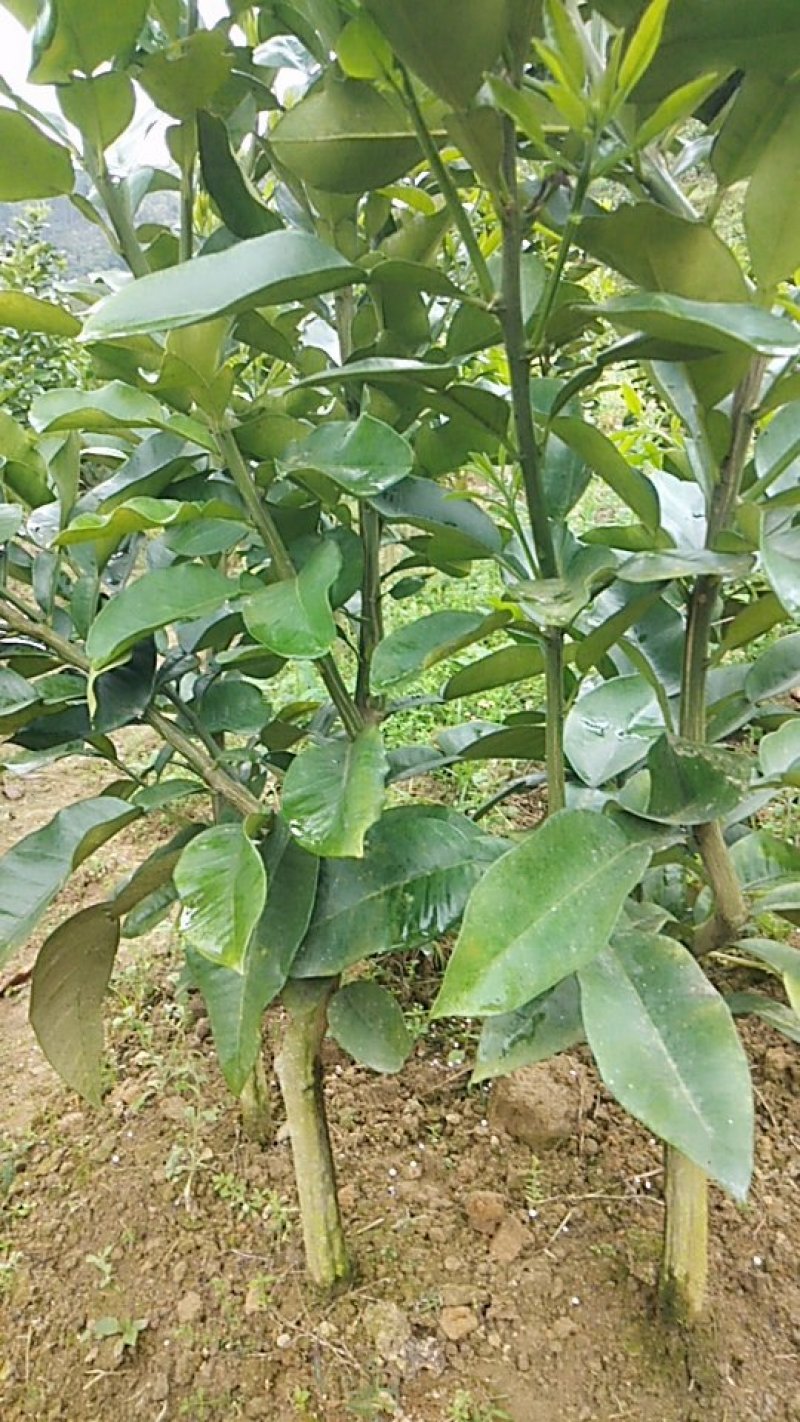 三红蜜柚苗两年生苗，
