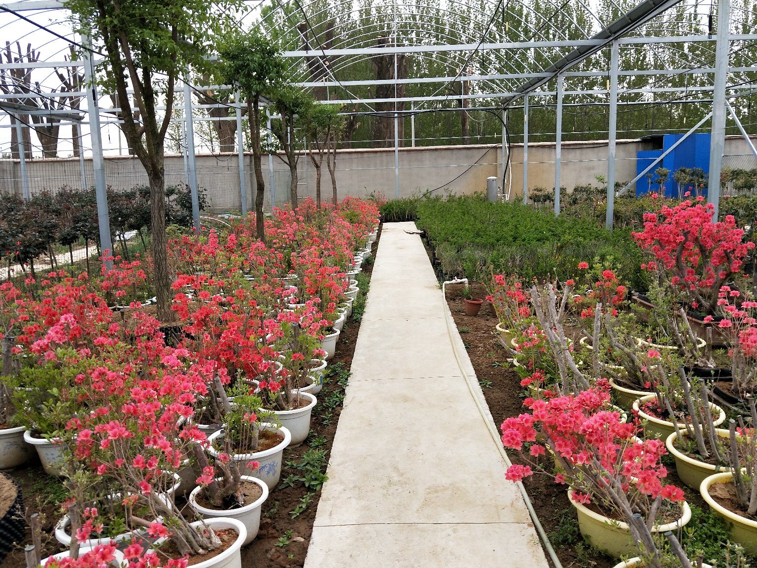 红色雏菊种植基地
