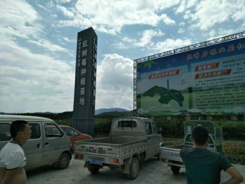 红树莓苗双季红树莓苗秋萍丁康波尔卡当年挂果树莓