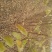 【包存活】刺槐苗，白花刺槐，洋槐花苗刺槐刺槐树苗