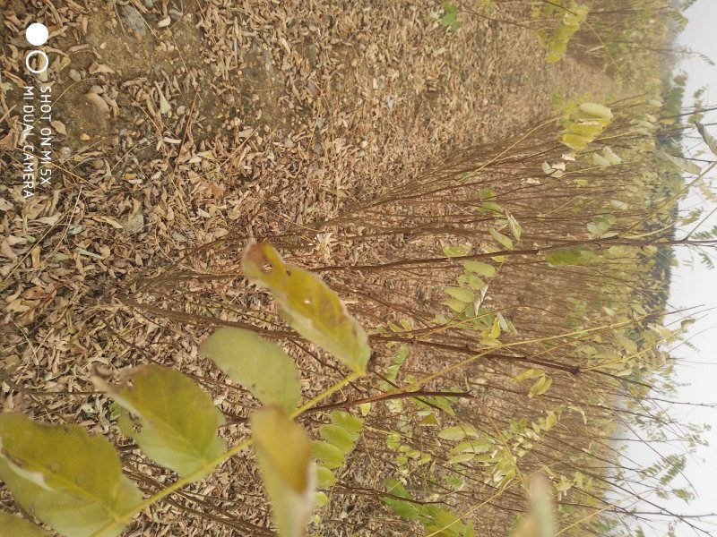 【包存活】刺槐苗，白花刺槐，洋槐花苗刺槐刺槐树苗