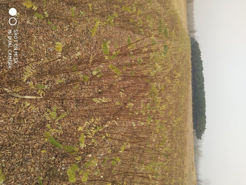 【包存活】刺槐苗，白花刺槐，洋槐花苗刺槐刺槐树苗