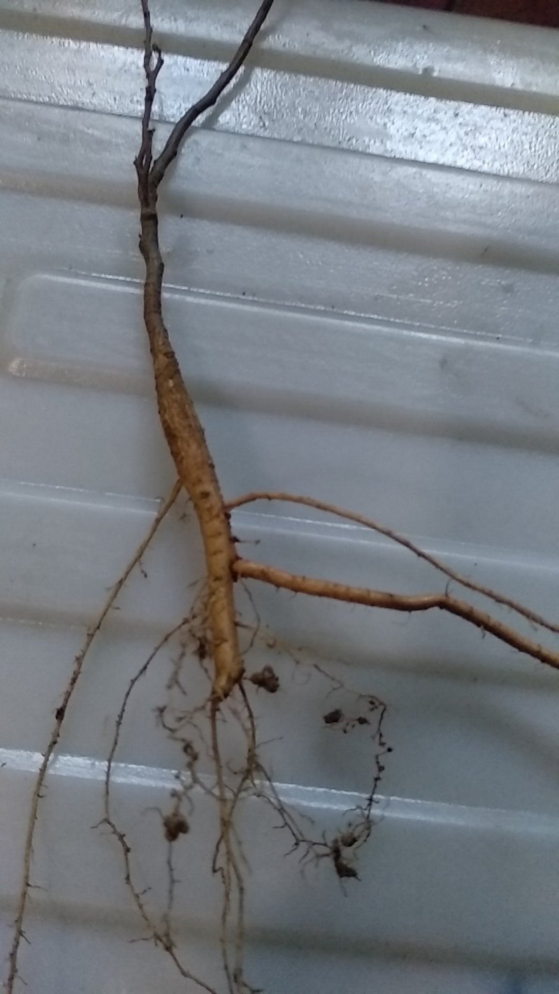 【包存活】刺槐苗，白花刺槐，洋槐花苗刺槐刺槐树苗
