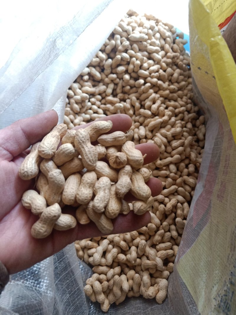 优质精选小籽花生，颗粒包满、颜色白净光亮