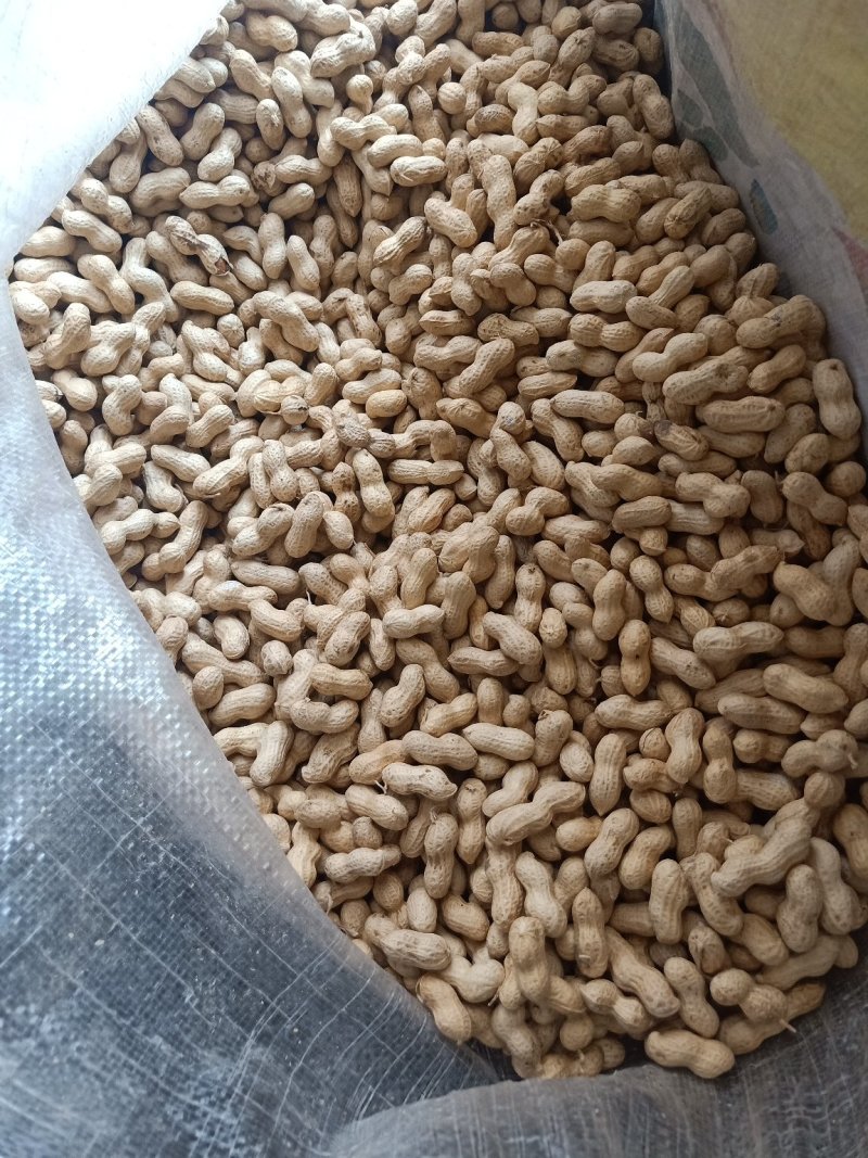 优质精选小籽花生，颗粒包满、颜色白净光亮
