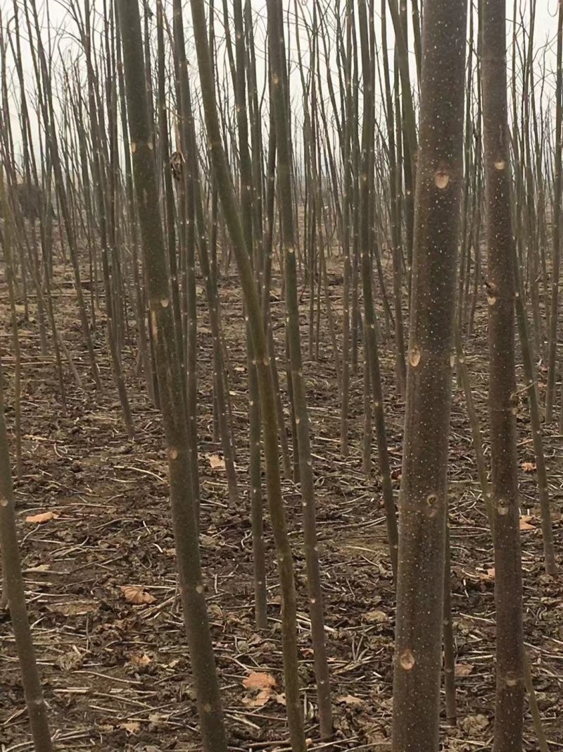 泡桐树苗，各个规格，6元每棵