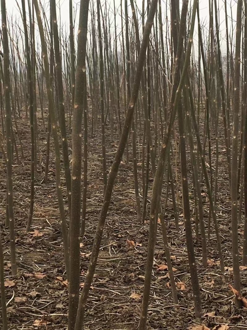 泡桐树苗，各个规格，6元每棵