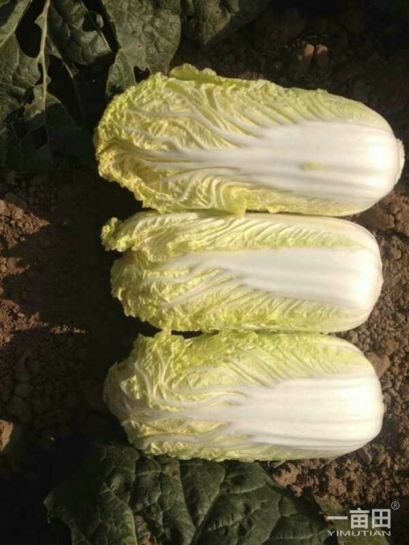 常年大量供应品质佳的娃菜