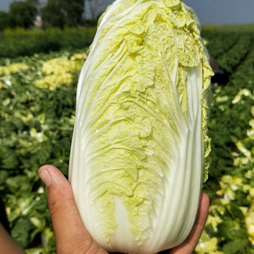 常年大量供应品质佳的娃菜