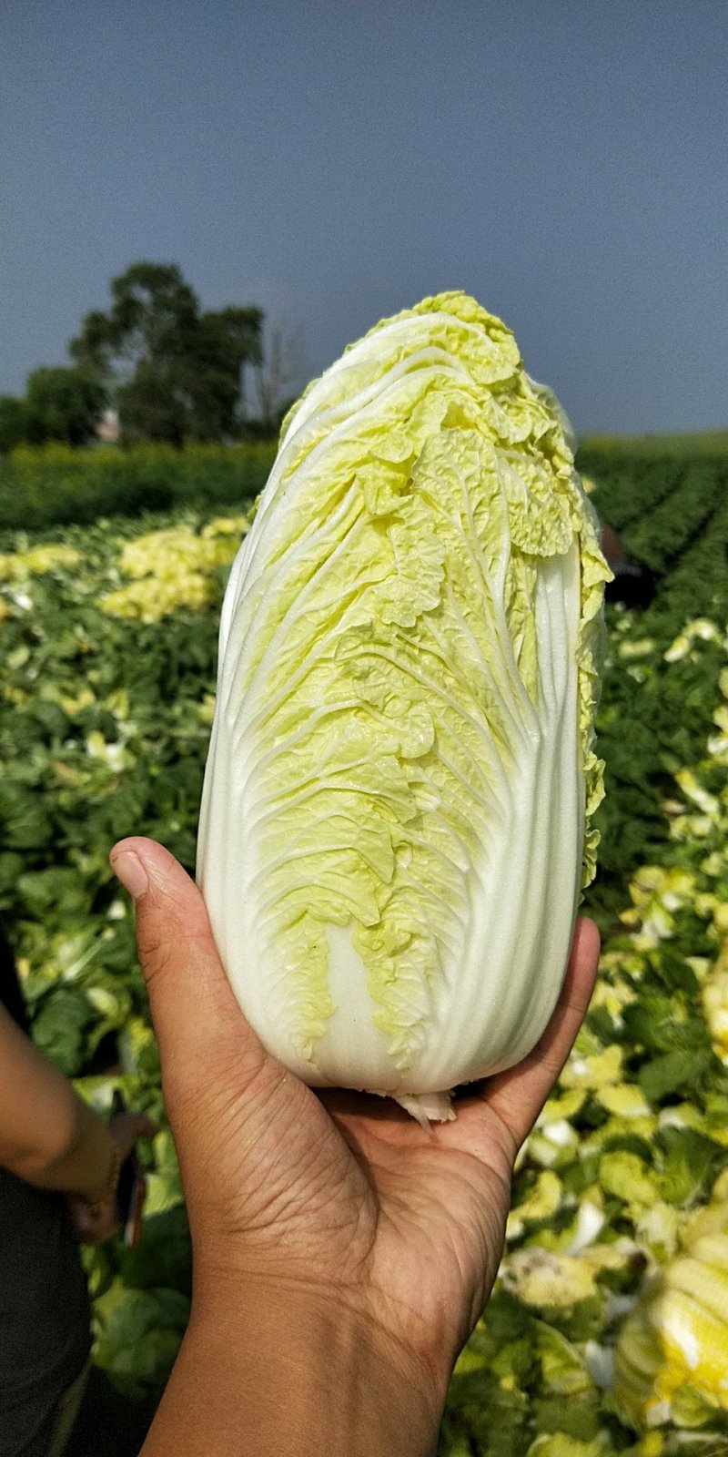 常年大量供应品质佳的娃菜