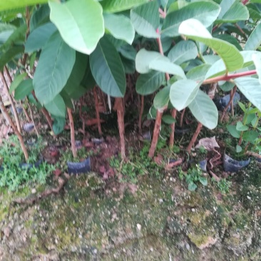 台湾芭乐，自育自销，量大从优。