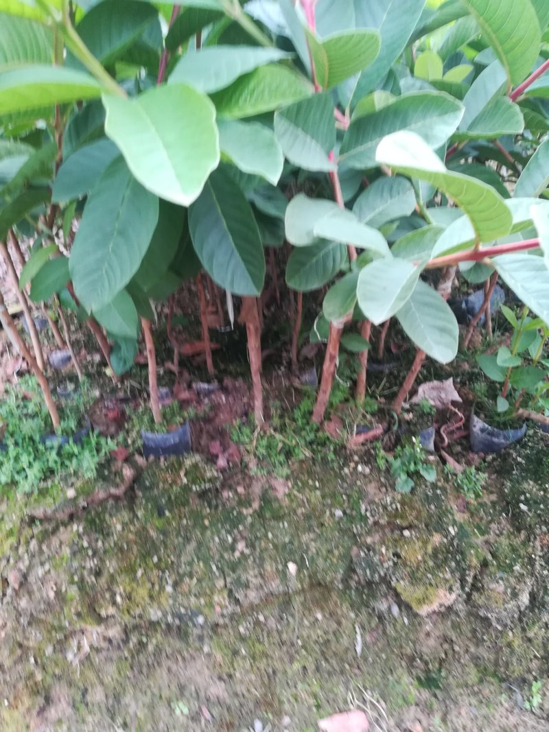 台湾芭乐，自育自销，量大从优。