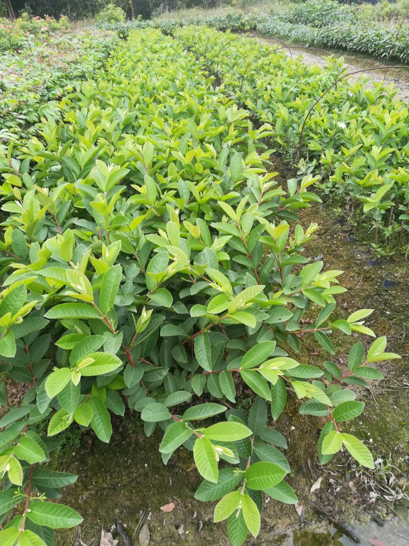台湾芭乐，自育自销，量大从优。