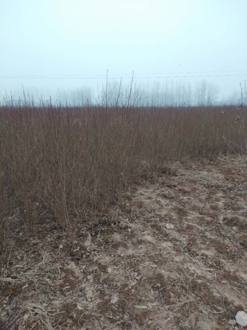 桃树苗，成品苗，本地鲜苗，根系好，突围，中桃5一9系列