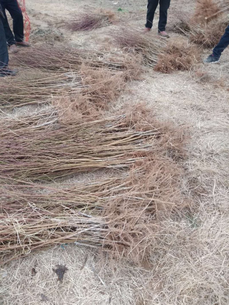 桃树苗，本地育苗，成活率高，黄金蜜系列，油桃系列热销中，