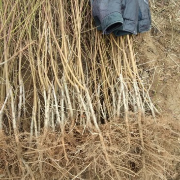 桃树苗，成品苗，本地鲜苗，根系好，突围，中桃5一9系列