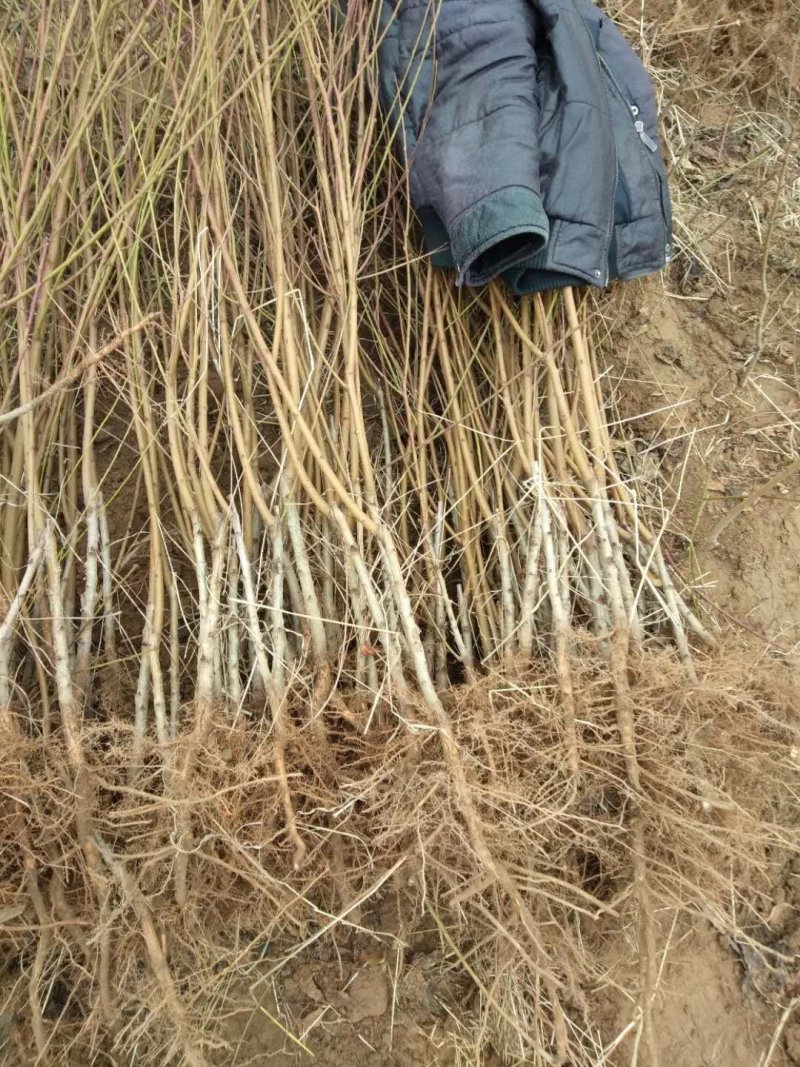 桃树苗，鲜苗，根系好，粗壮，成活率高，货源充足，