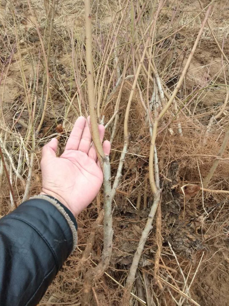 桃树苗，鲜苗，根系好，粗壮，成活率高，货源充足，