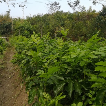 广西灵山县纯正香蜜黑黄皮果苗