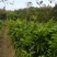 广西灵山县纯正香蜜黑黄皮果苗