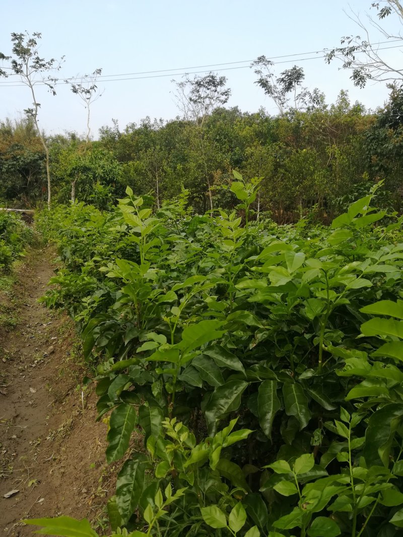 广西灵山县纯正香蜜黑黄皮果苗