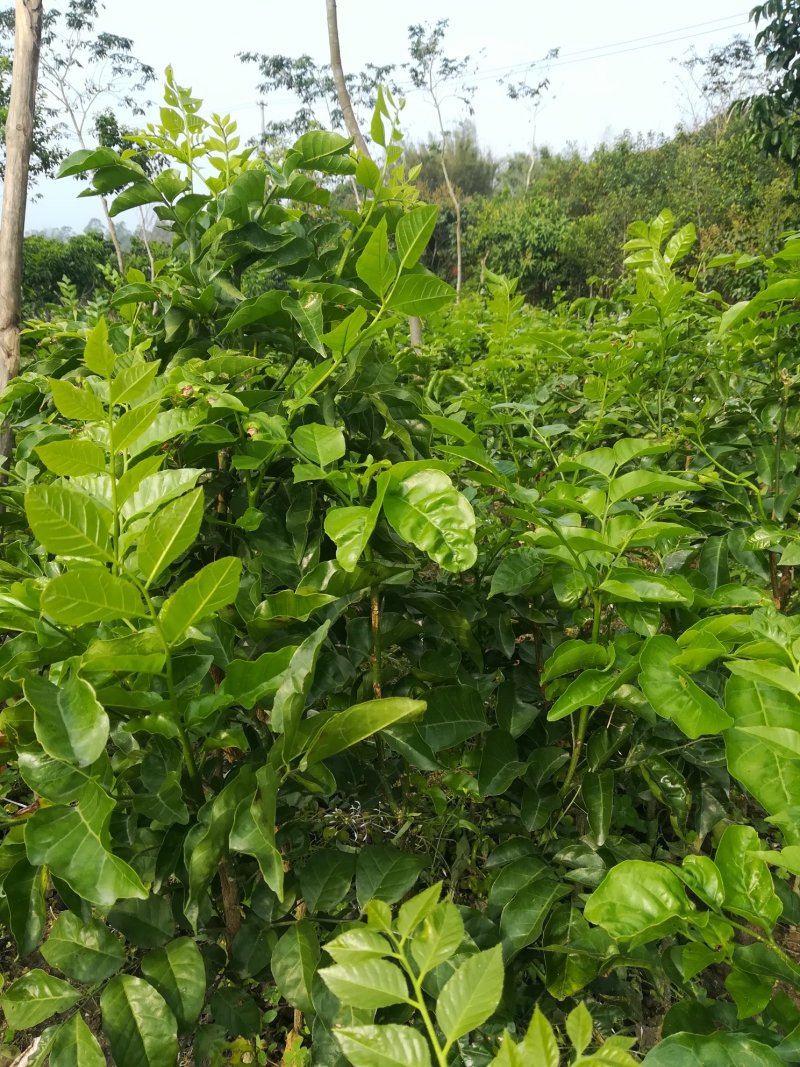 广西灵山县纯正香蜜黑黄皮果苗