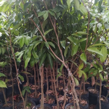 糯米糍荔枝苗，3年生，自育自销，品种纯正