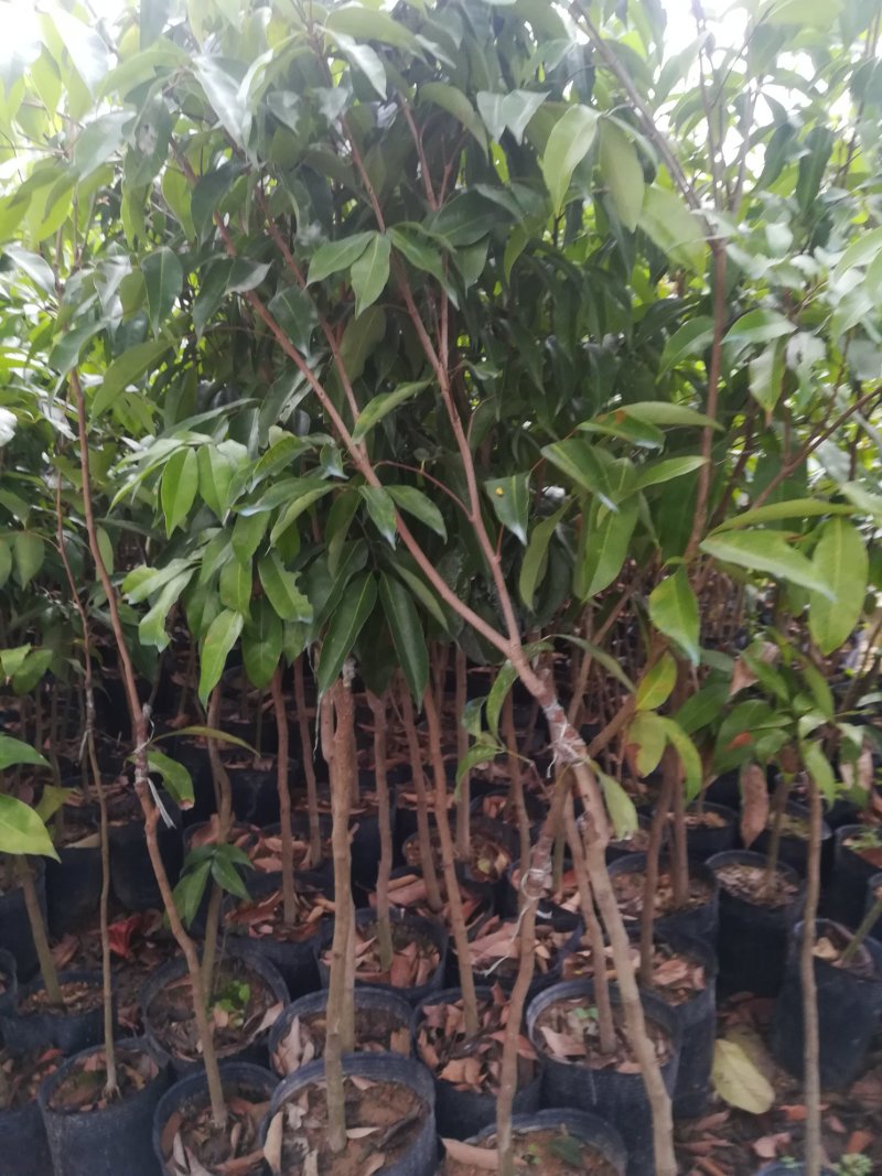 糯米糍荔枝苗，3年生，自育自销，品种纯正