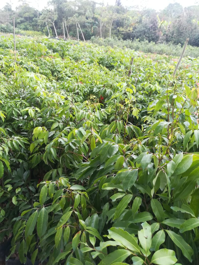 糯米糍荔枝苗，3年生，自育自销，品种纯正