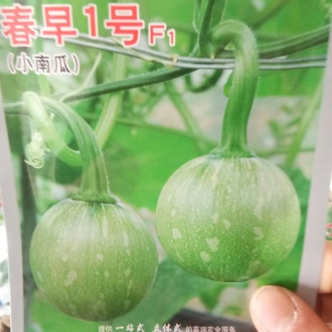小南瓜种子菜南瓜种子一串铃南瓜种子嫩南瓜种子