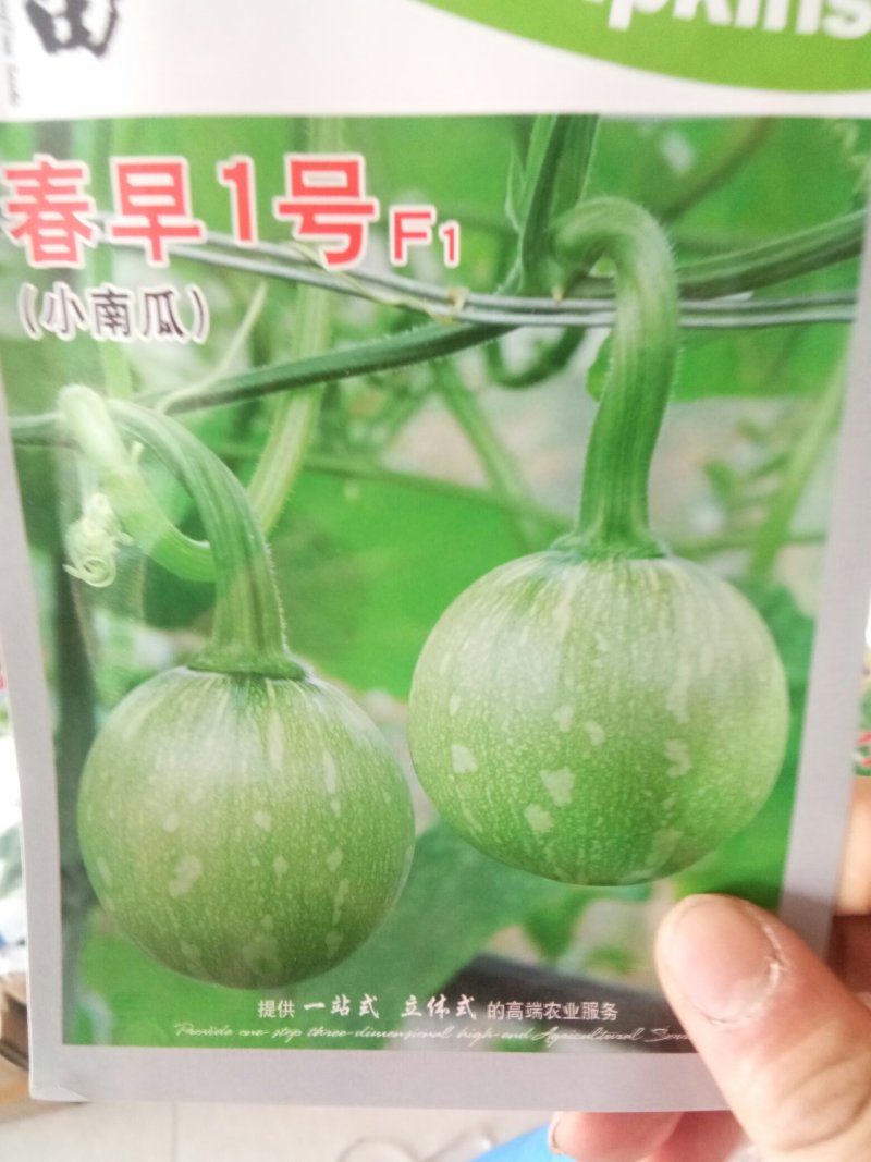 小南瓜种子菜南瓜种子一串铃南瓜种子嫩南瓜种子
